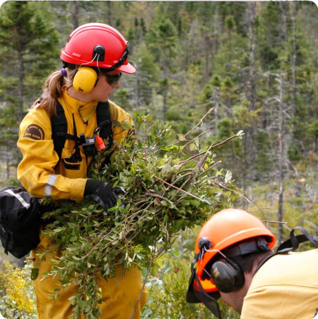 A female forest worker in yellow protective gear carries a bundle of cut branches through a forest.