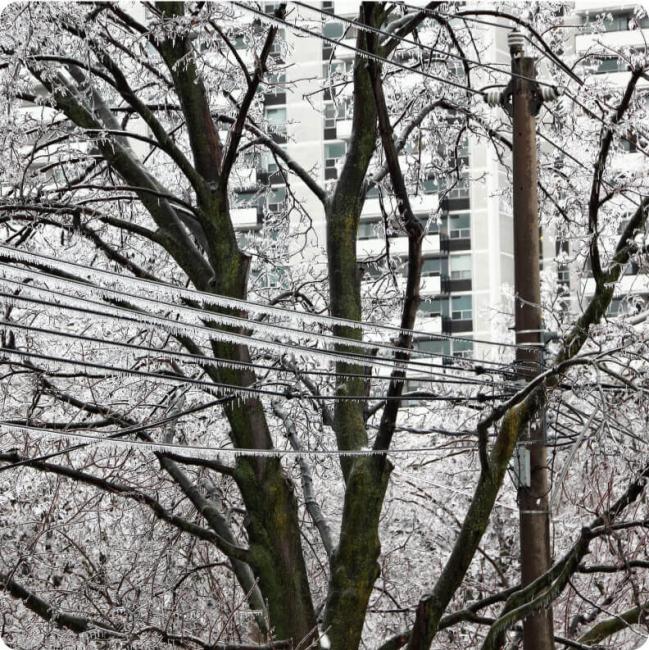 Tree branches and power lines are heavily coated in ice, with a tall building in the background.Icy tree branches and power lines