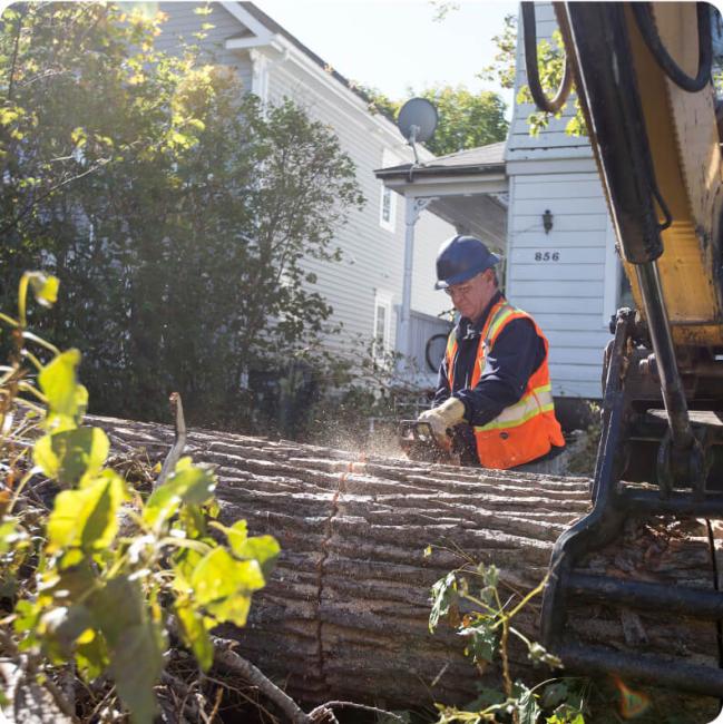 A utility worker in a hard hat and orange vest uses a chainsaw to cut a large fallen tree trunk in front of a house.