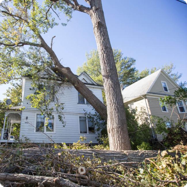 A large tree leans dangerously towards a house, its branches overhanging the roof.