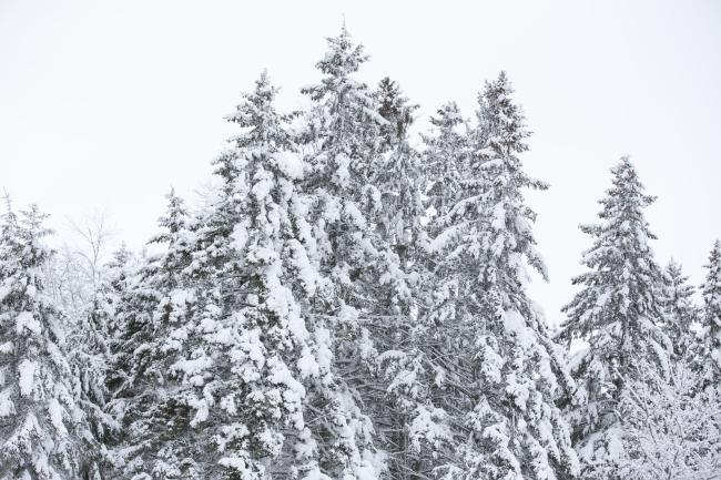 Trees covered in snow